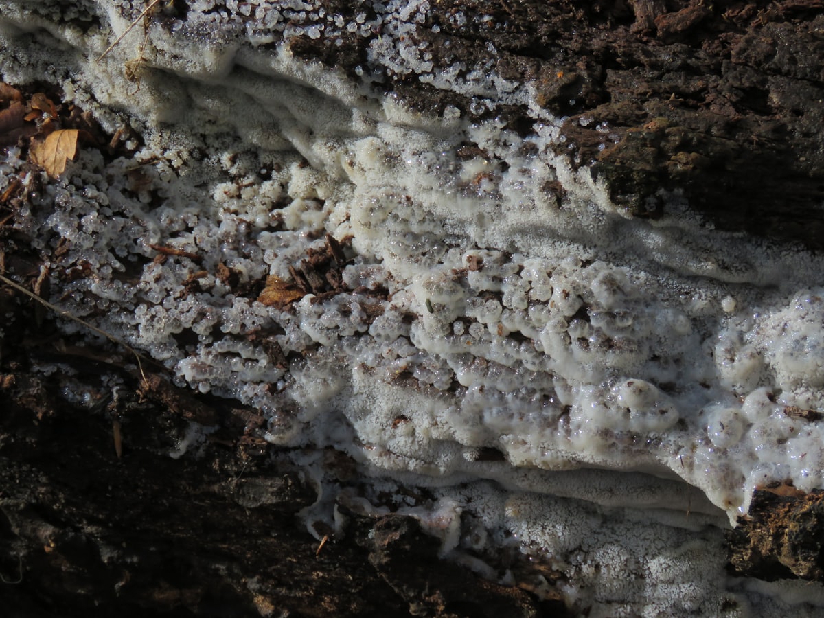 Gas Safety & Certificates service in Basingstoke - Basingstoke Boiler Repair